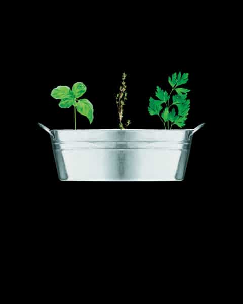 Mix Herb Planter