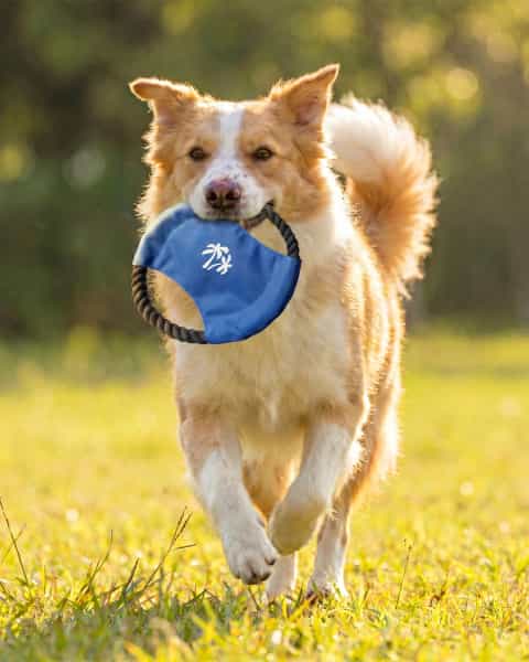 Dog Frisby