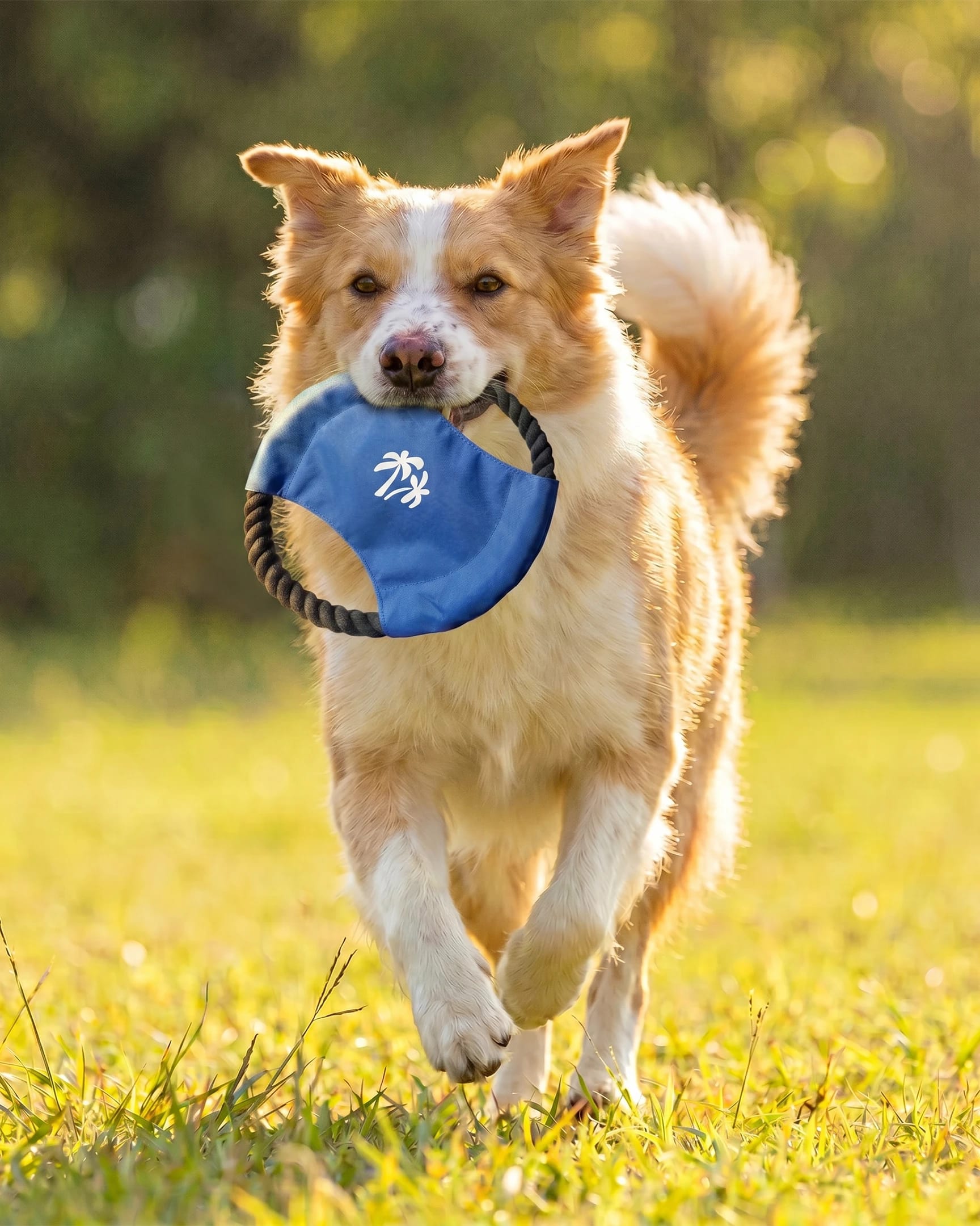 Dog Frisby